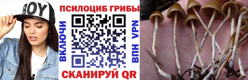 Псилоцибиновые грибы Cubensis  Купить где  Назарово 